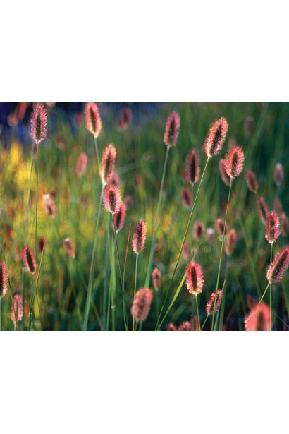 Пеннісетум масайський Ред Хед із бордово-фіолетовими колосками — яскравий акцент саду